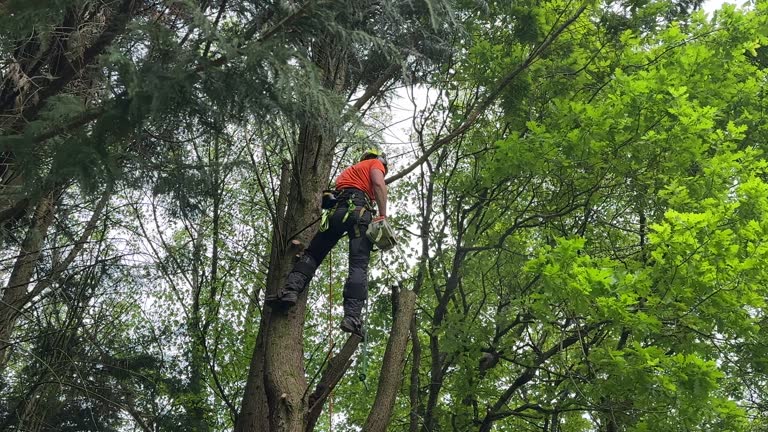 Best Root Management and Removal  in Reedsburg, WI