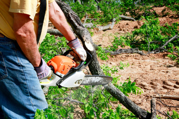 How Our Tree Care Process Works  in  Reedsburg, WI